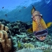 triggerfish_titan_bro_b_ni_h_0566_egy1041.jpg